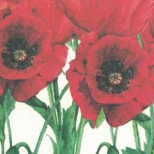 Red Poppies Italian Paper ~ Tassotti
